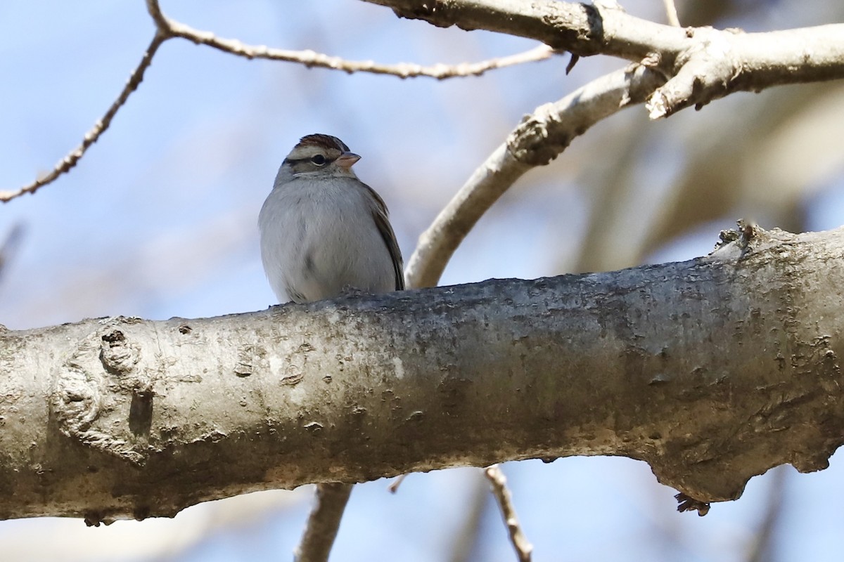 Chipping Sparrow - ML614323316