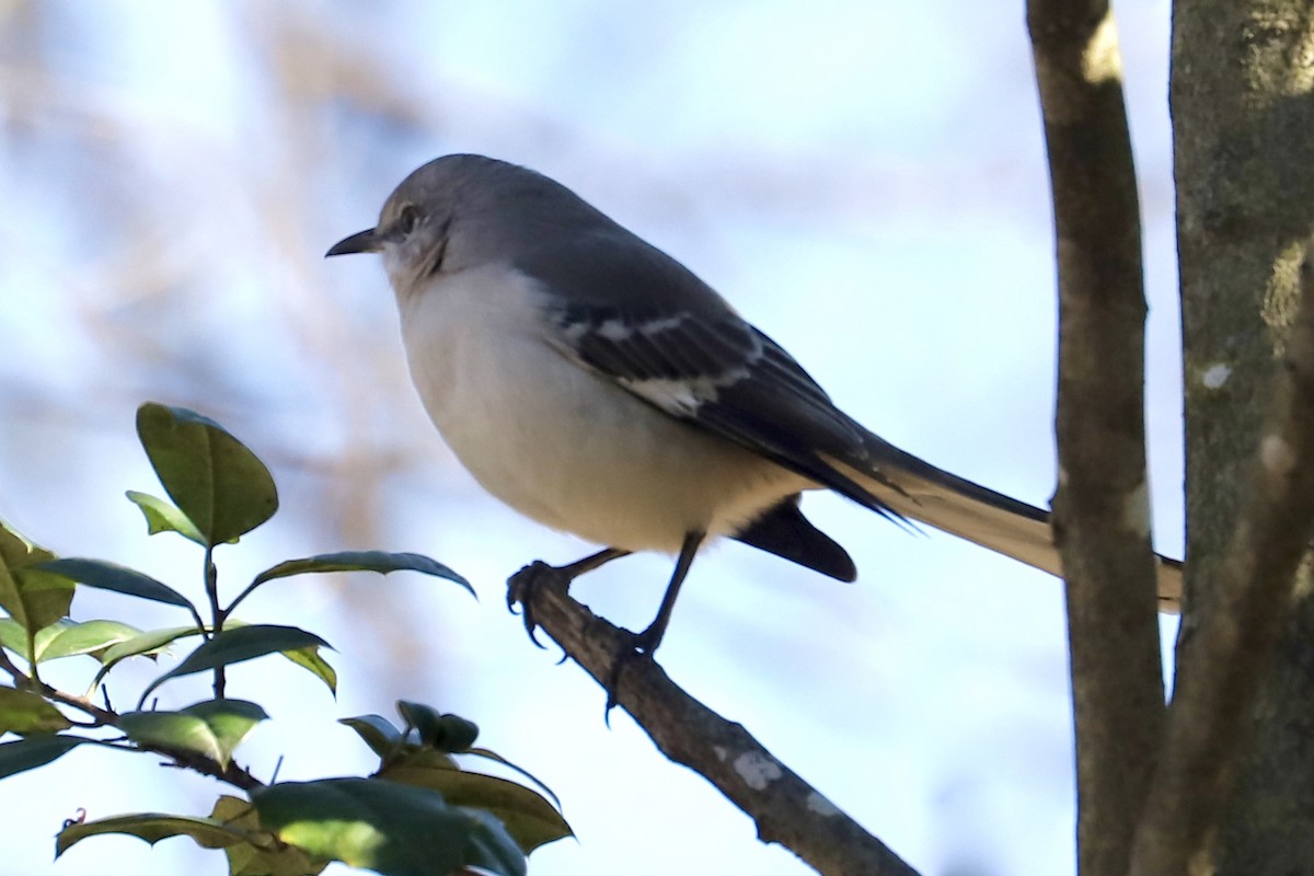 Northern Mockingbird - ML614323334