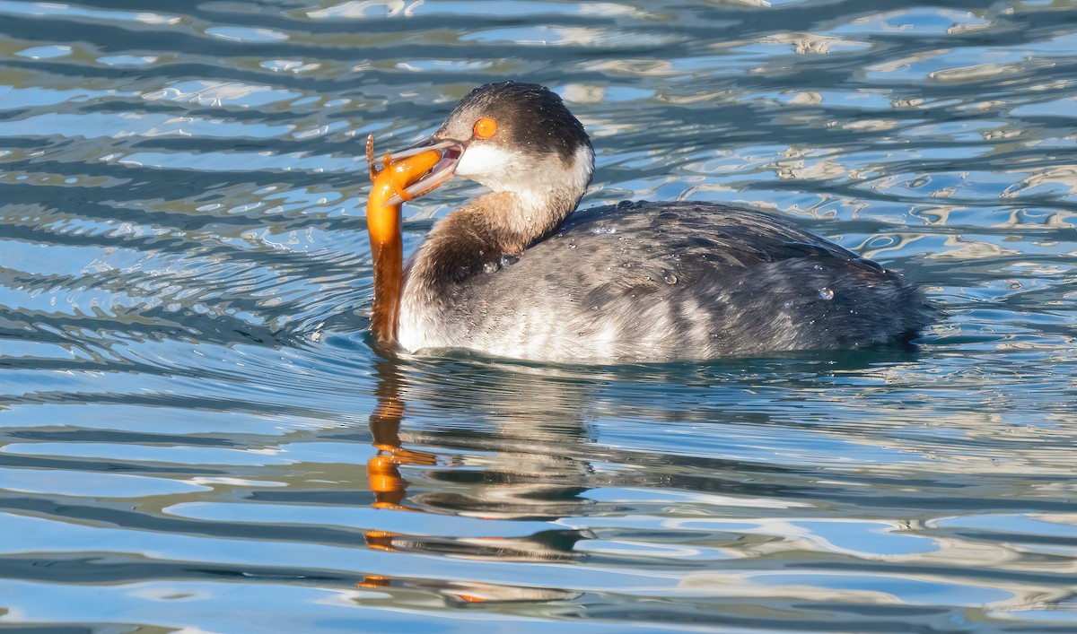Eared Grebe - Mark Chappell