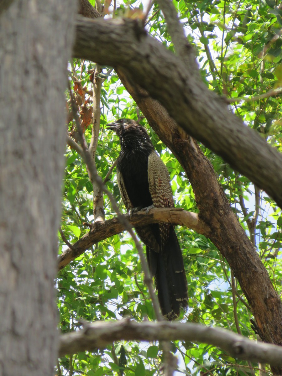 Pheasant Coucal - ML614323454