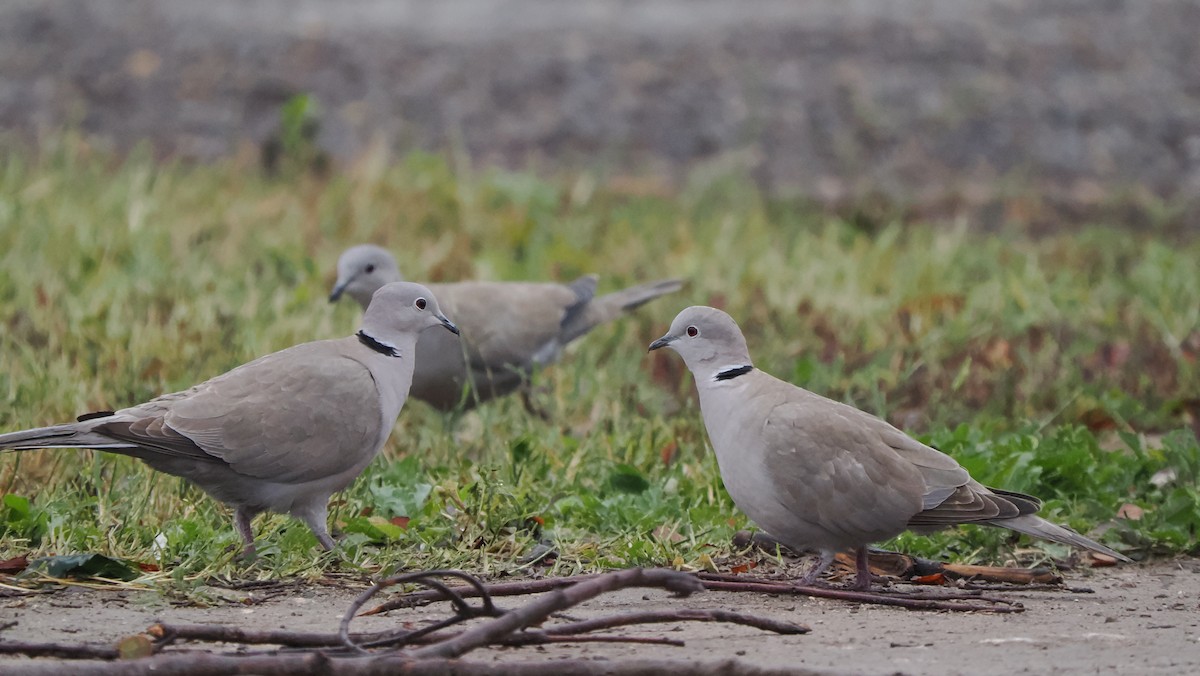 Eurasian Collared-Dove - ML614323474