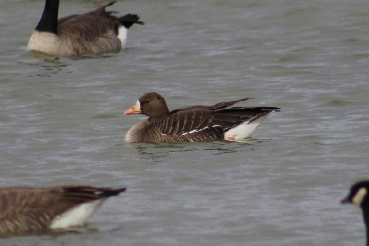 Greater White-fronted Goose - ML614323492