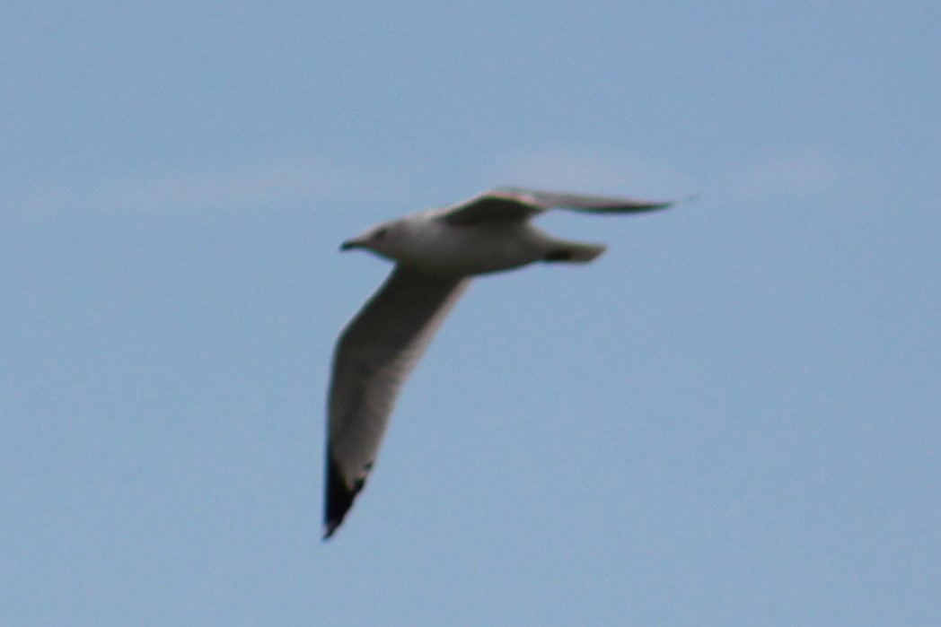 Ring-billed Gull - ML614323508