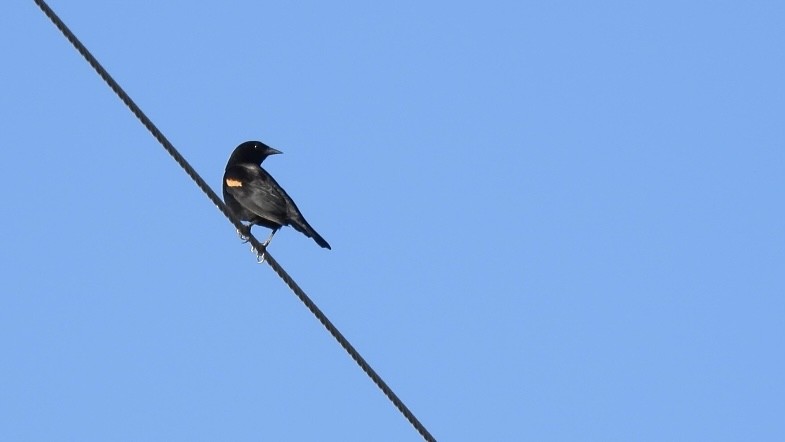 Red-winged Blackbird - ML614323558