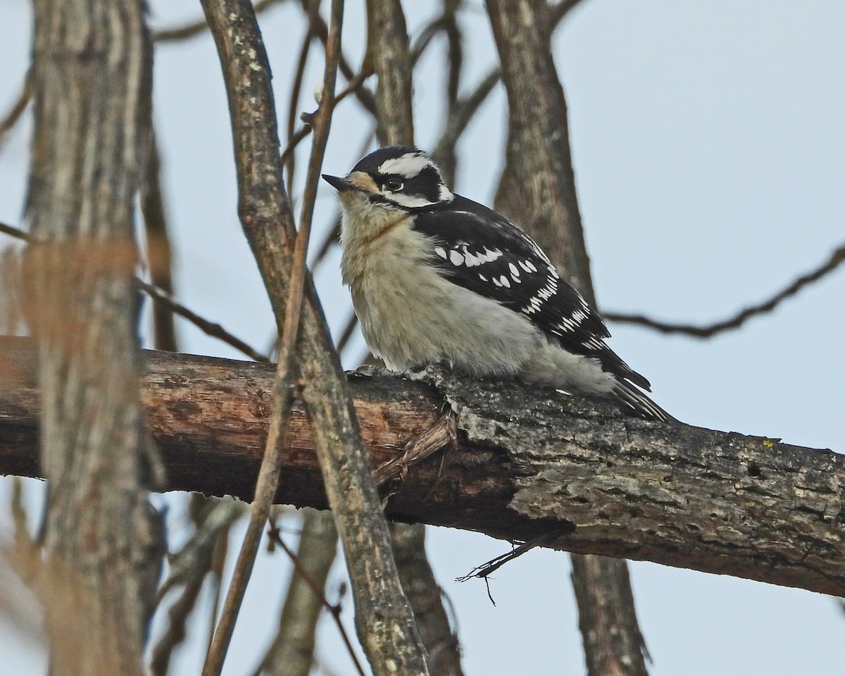 Downy Woodpecker - Aubrey Merrill