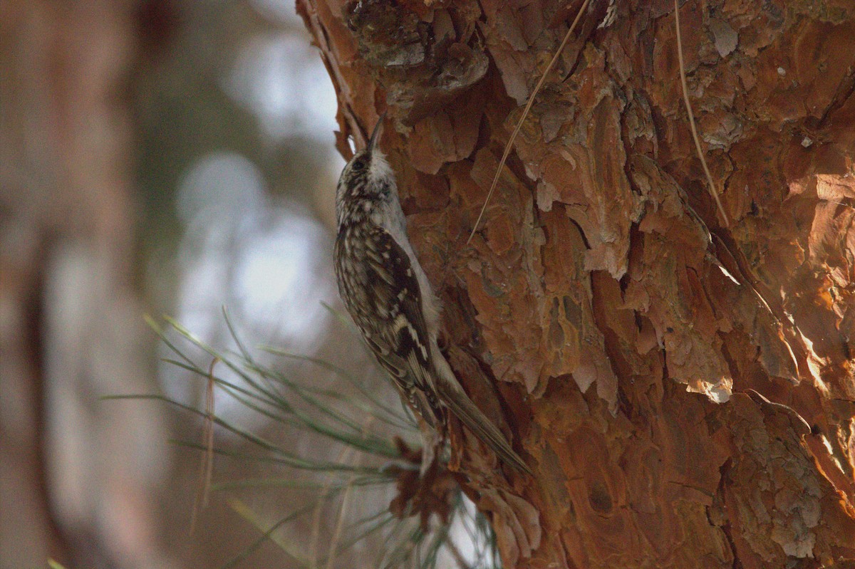 Brown Creeper - Tino Castillo