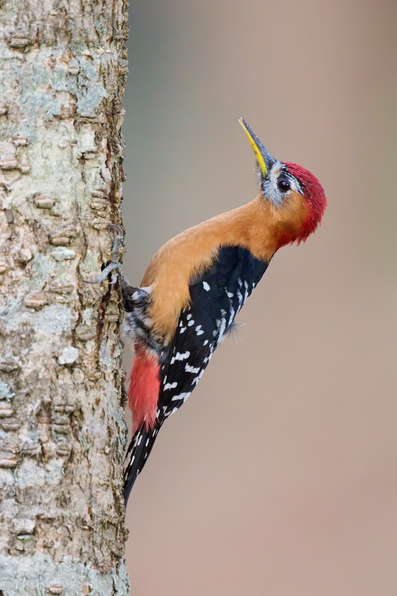 Rufous-bellied Woodpecker - Sharif Uddin