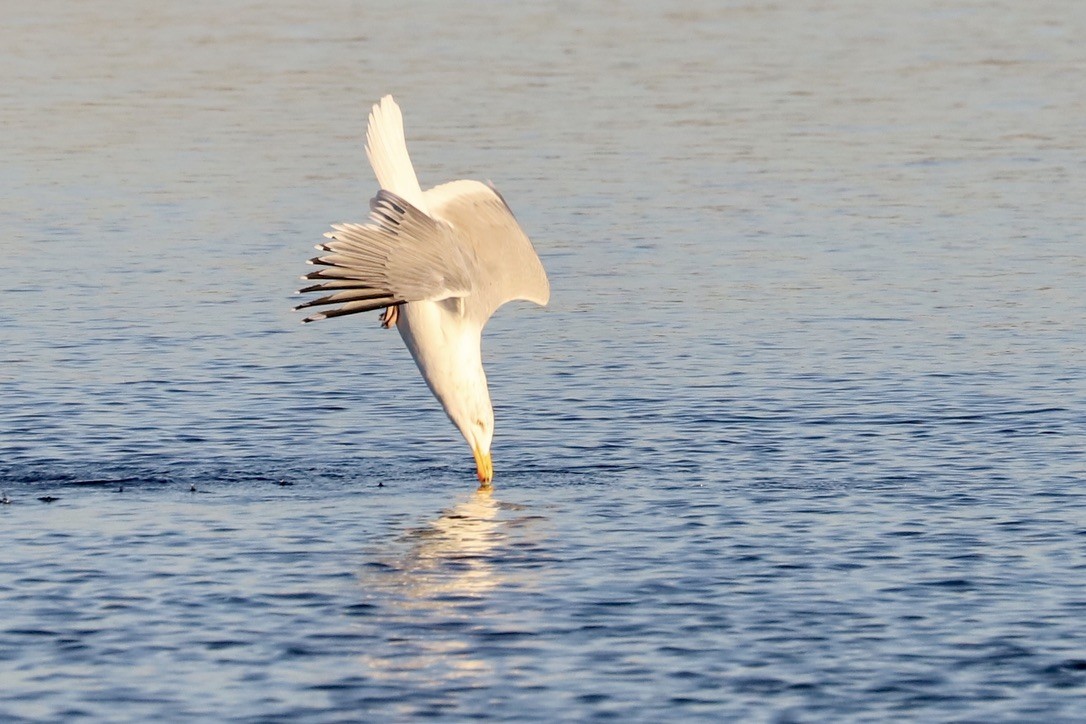 Herring Gull - ML614323654