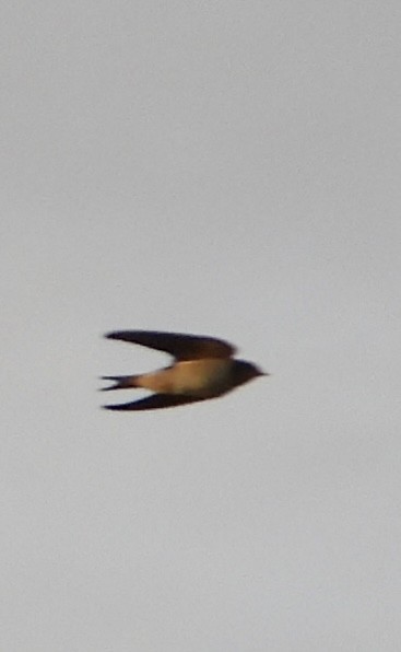 Barn Swallow - Aaron Gaffney