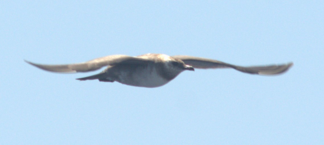 Long-tailed Jaeger - ML614323666