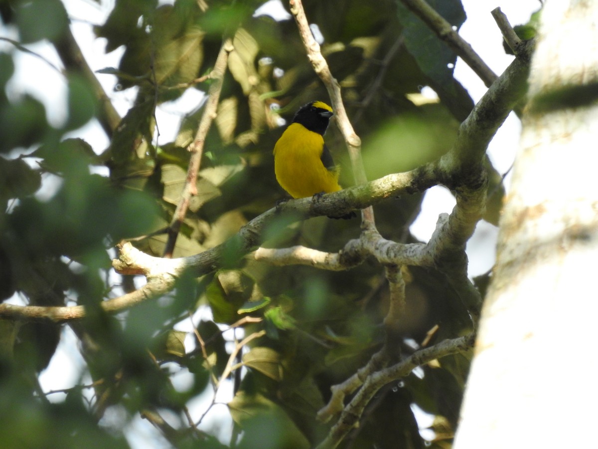 Scrub Euphonia - ML614323735