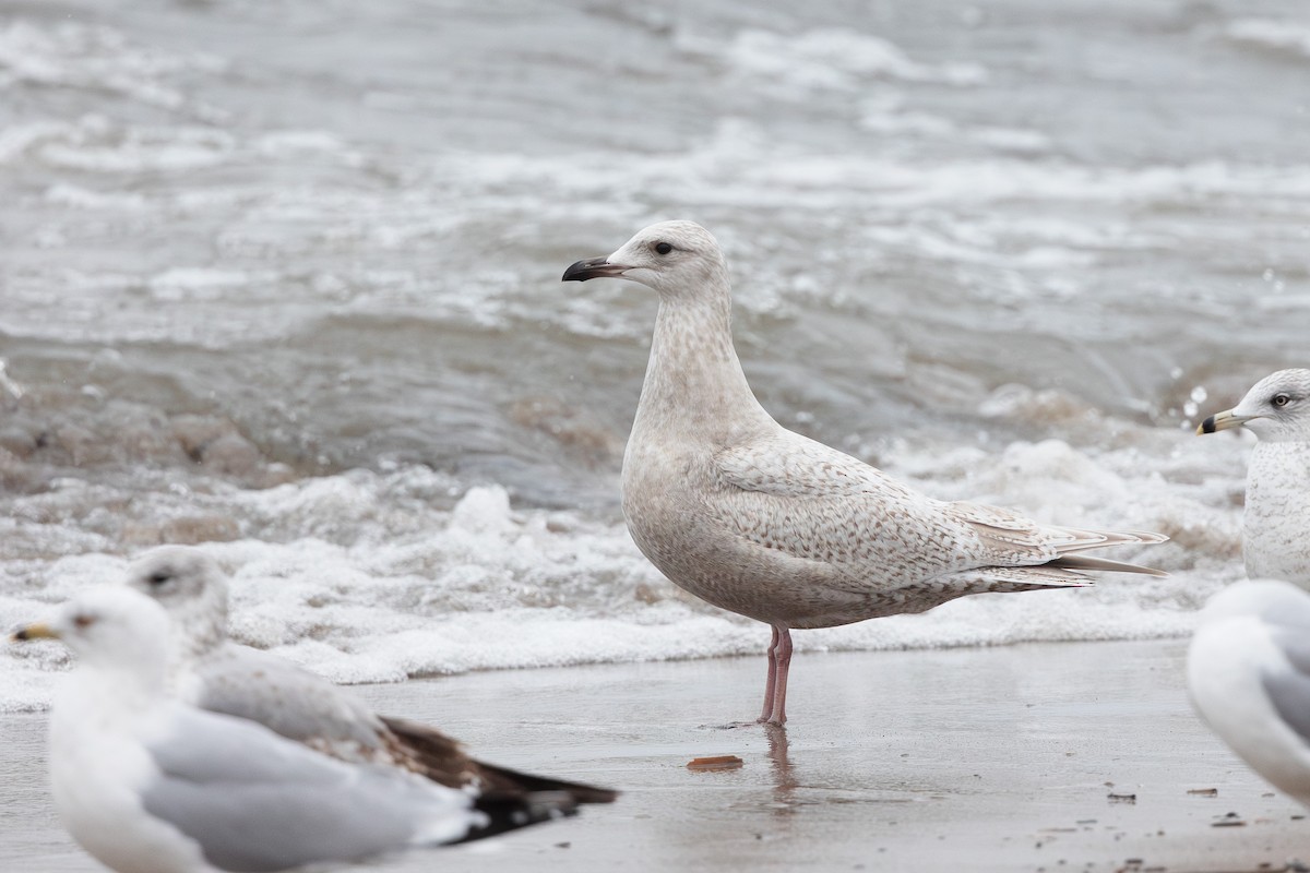 Goéland arctique (kumlieni) - ML614323745