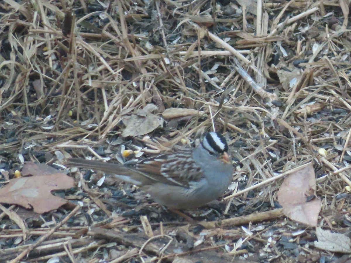 White-crowned Sparrow - ML614323760