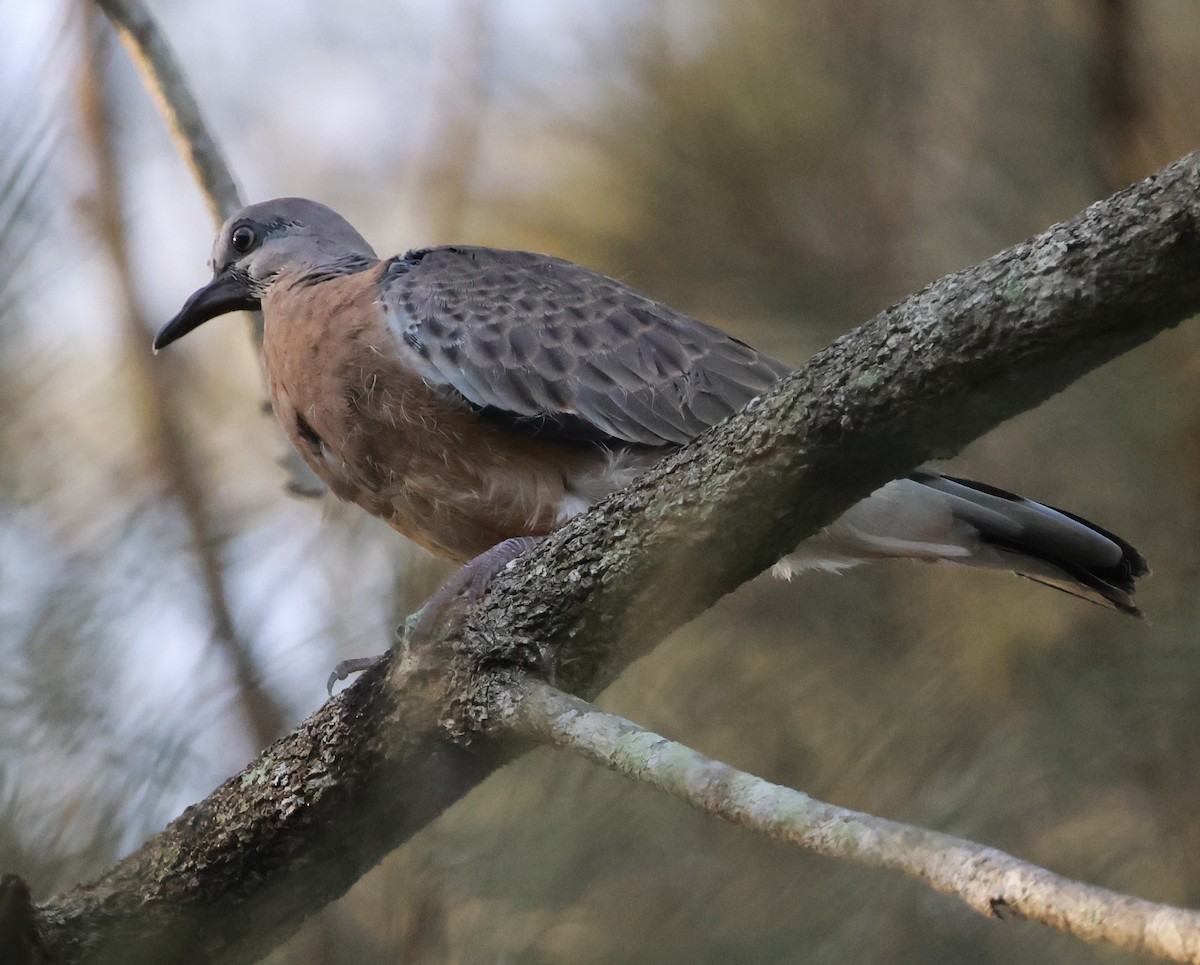 Spotted Dove - Leonie Loewe