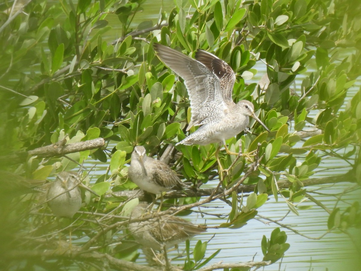 Short-billed Dowitcher - ML614323876