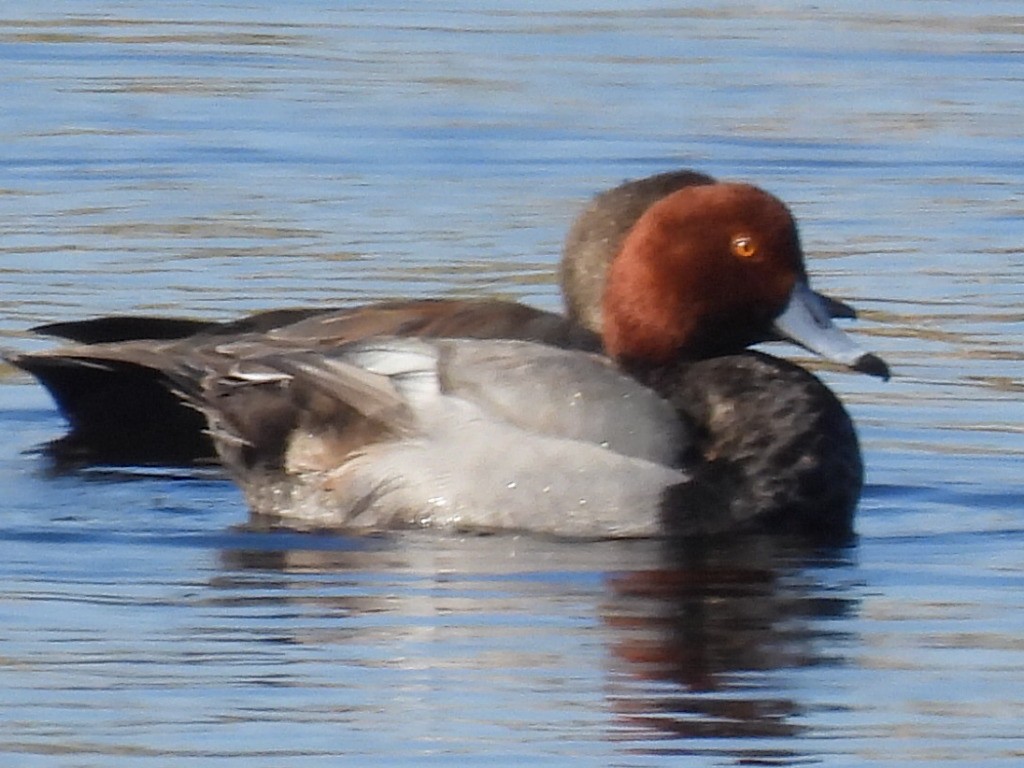 Fuligule à tête rouge - ML614323877