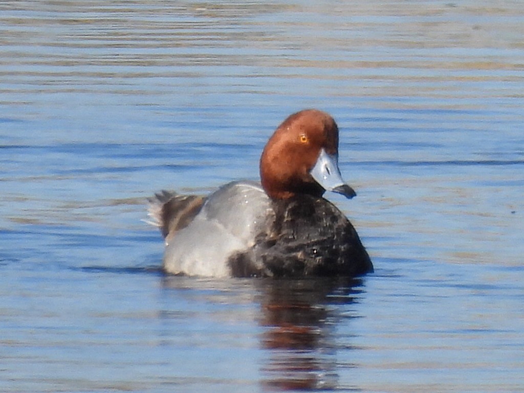 Fuligule à tête rouge - ML614323878