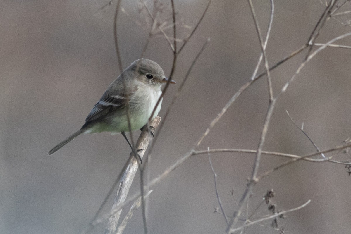 Gray Flycatcher - ML614323886