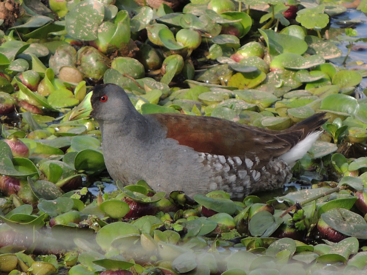 Gallinule à face noire - ML614323940