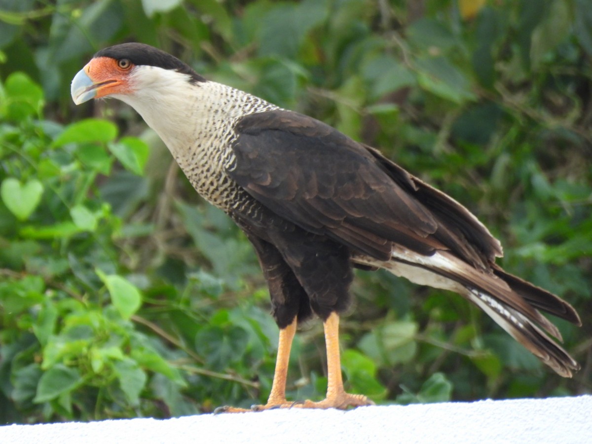 Crested Caracara - ML614324038