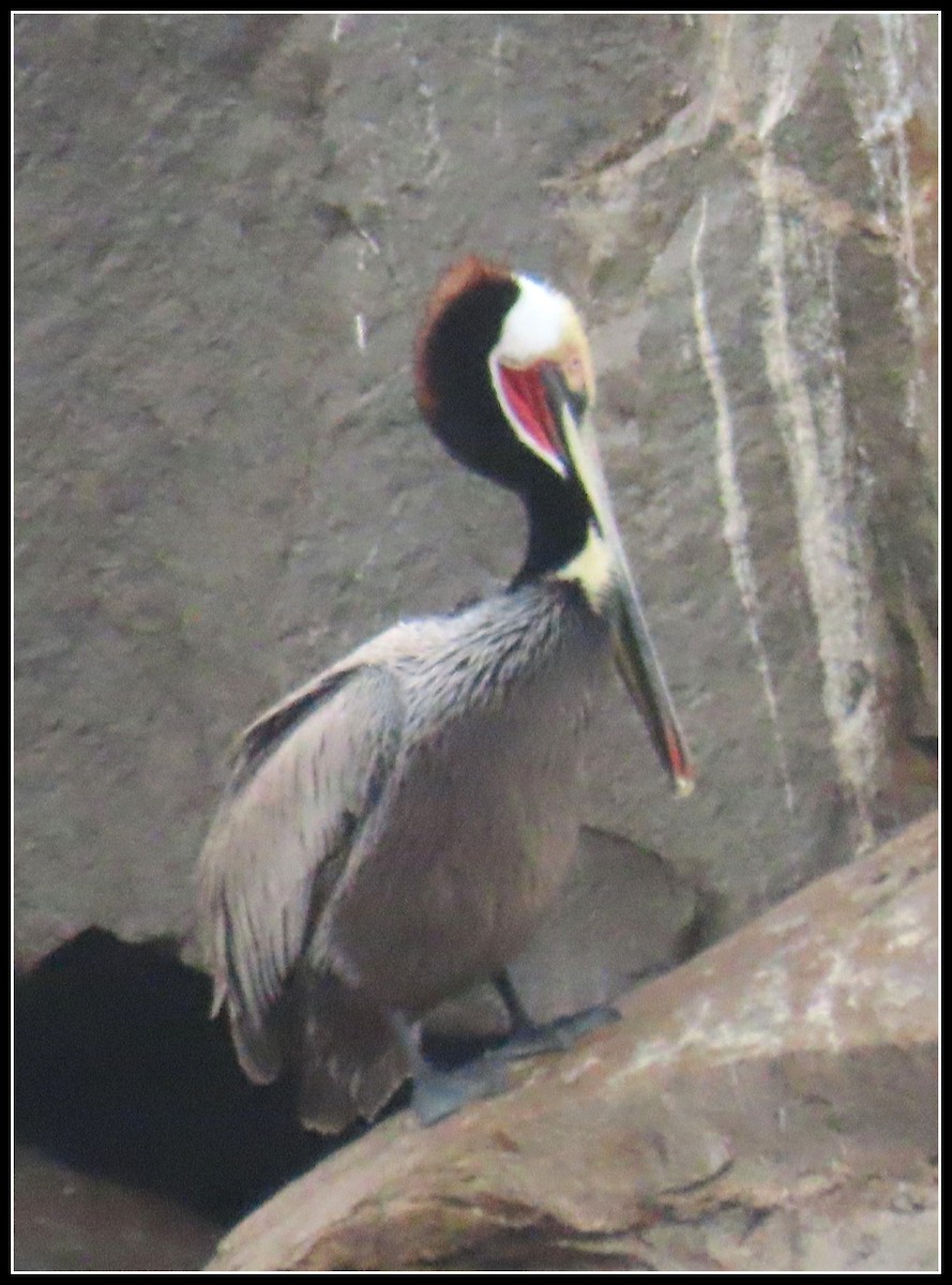 pelikán hnědý - ML614324049