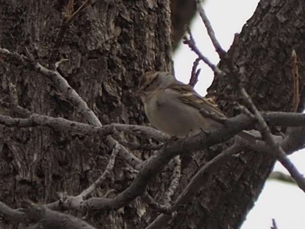 Chipping Sparrow - Maya Heubner