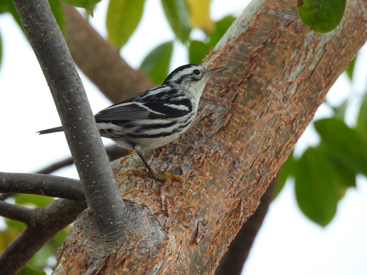 Black-and-white Warbler - ML614324134