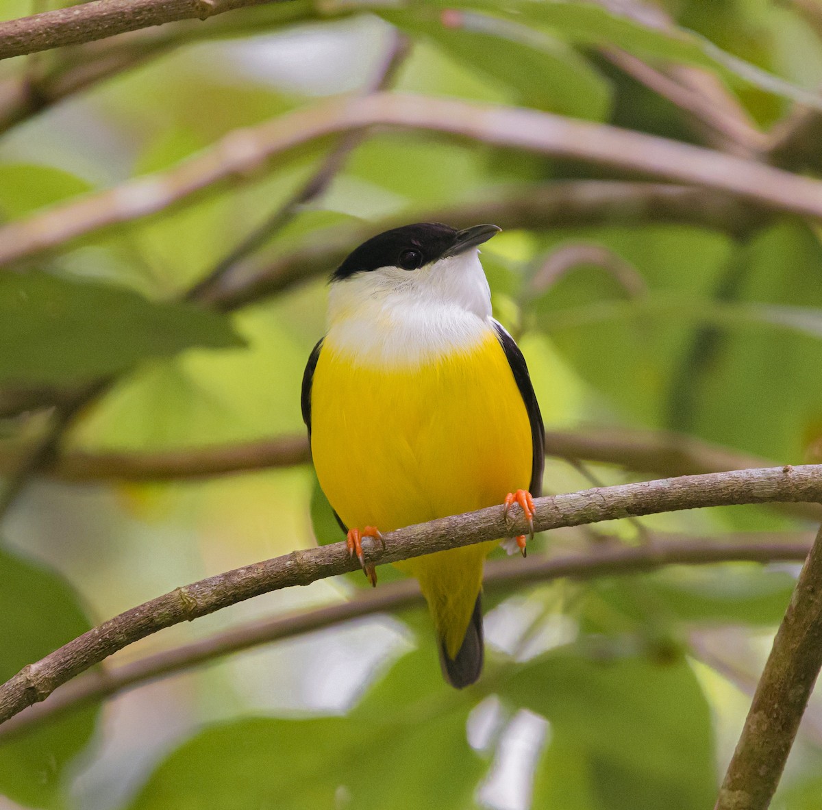 Manakin à col blanc - ML614324153