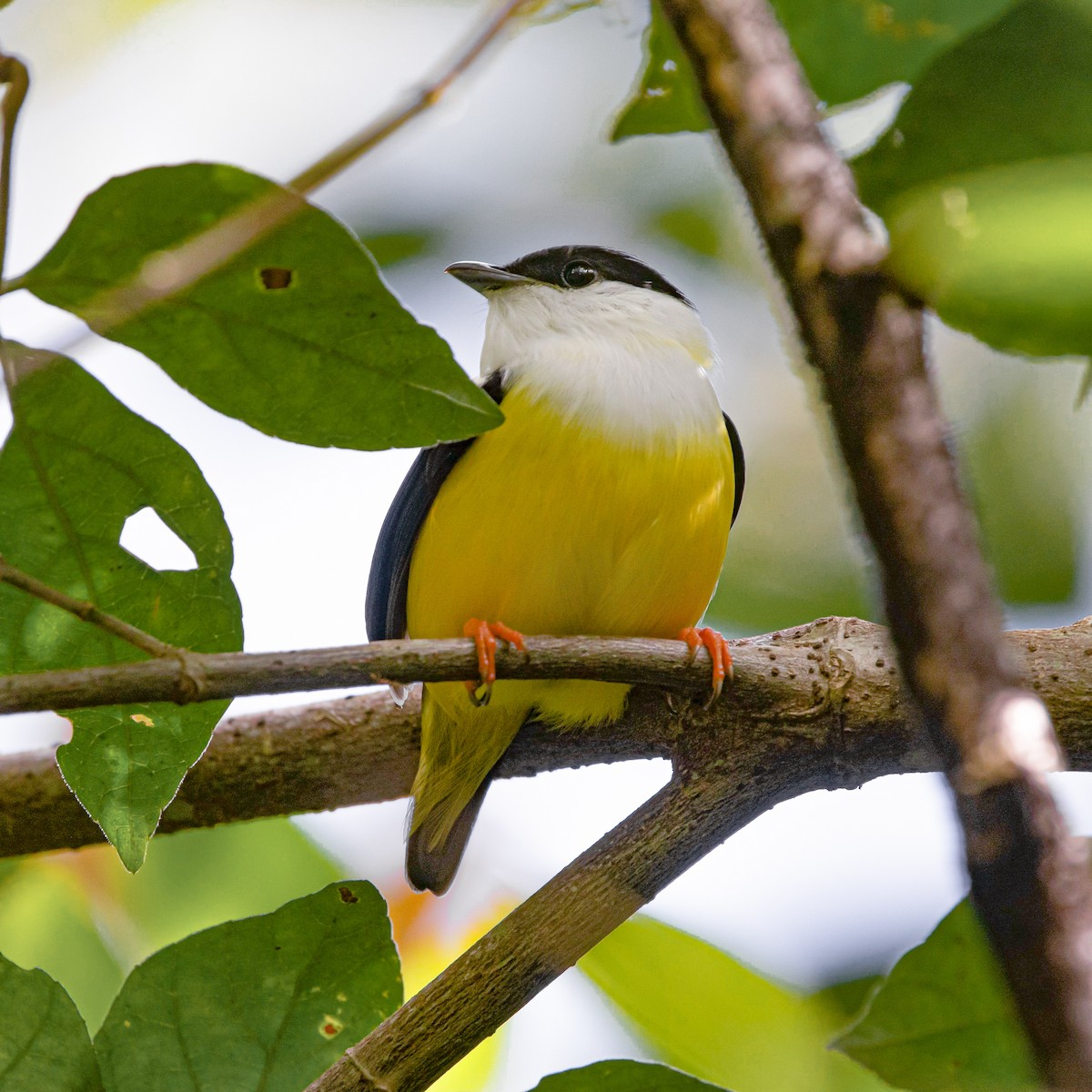 White-collared Manakin - ML614324154