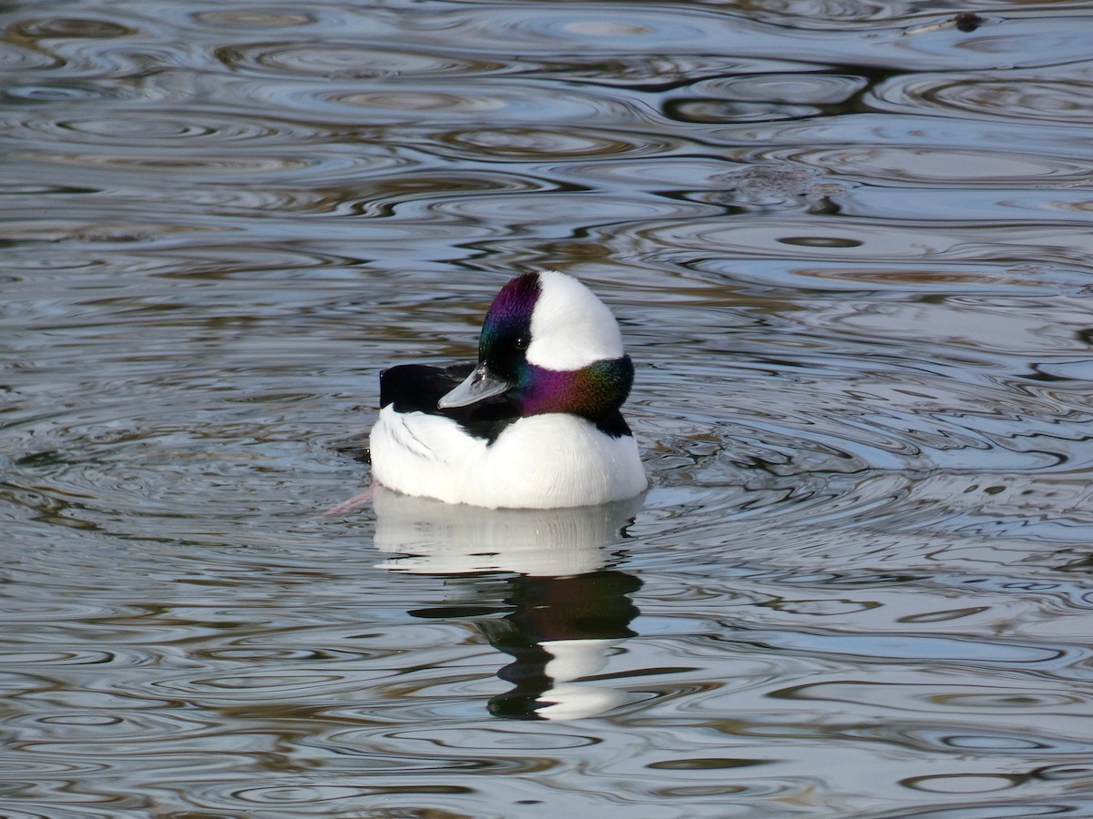 Bufflehead - ML614324172