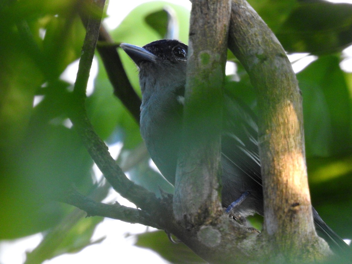 White-winged Becard - ML614324202