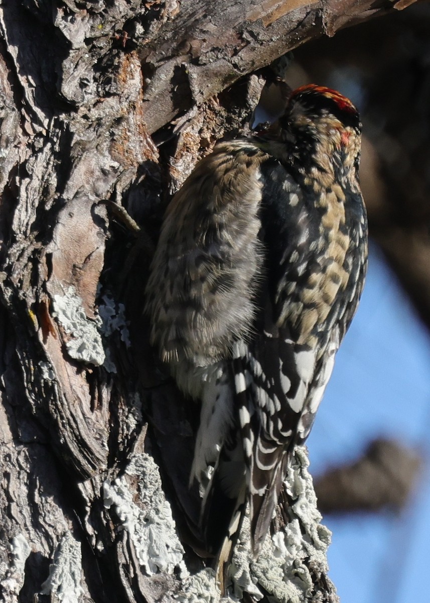 Yellow-bellied Sapsucker - ML614324211