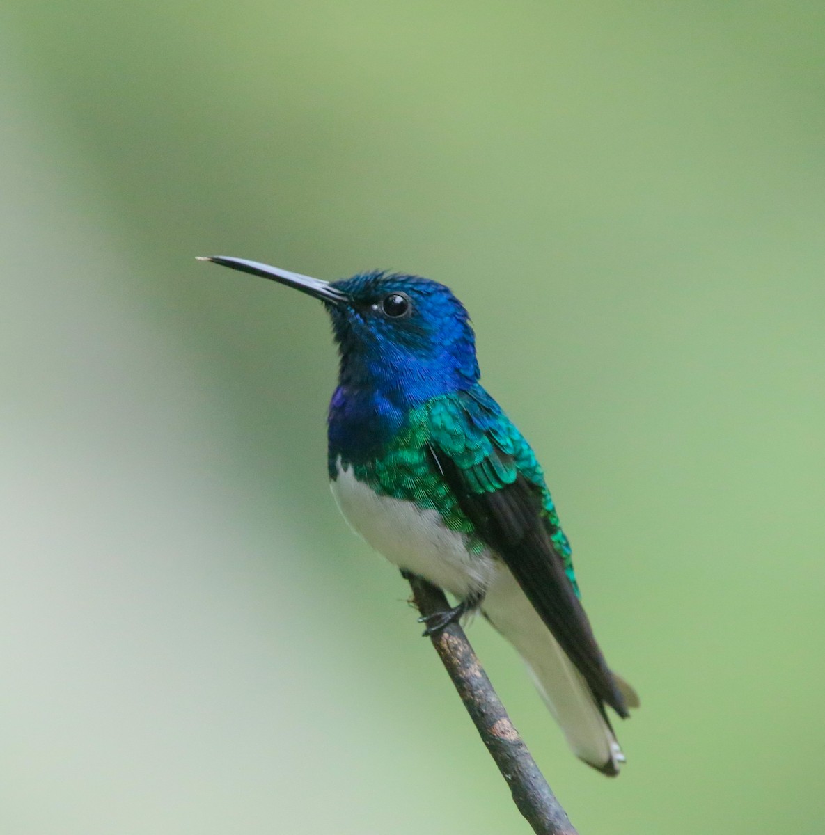 White-necked Jacobin - ML614324251