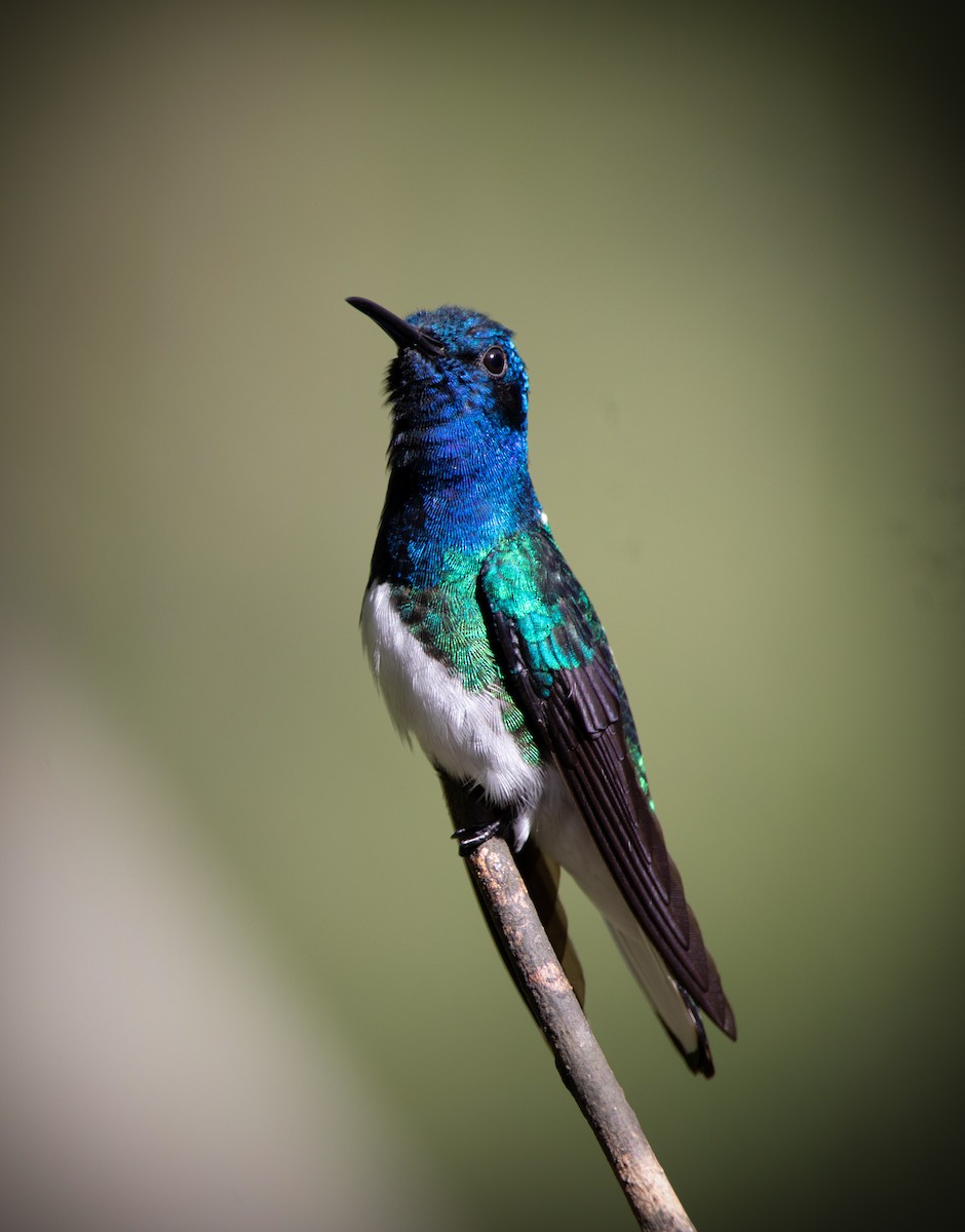 Colibrí Nuquiblanco - ML614324252