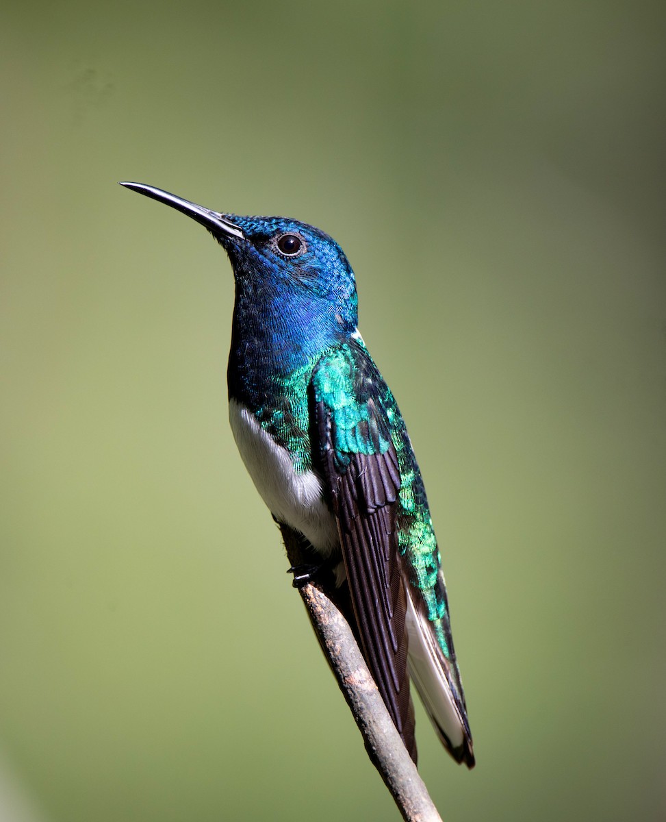 White-necked Jacobin - ML614324254