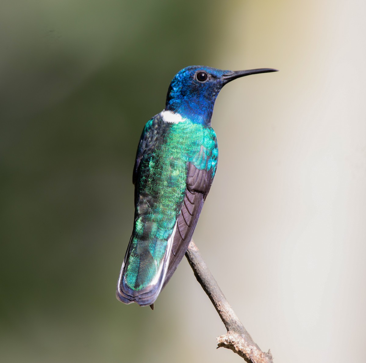 White-necked Jacobin - ML614324255