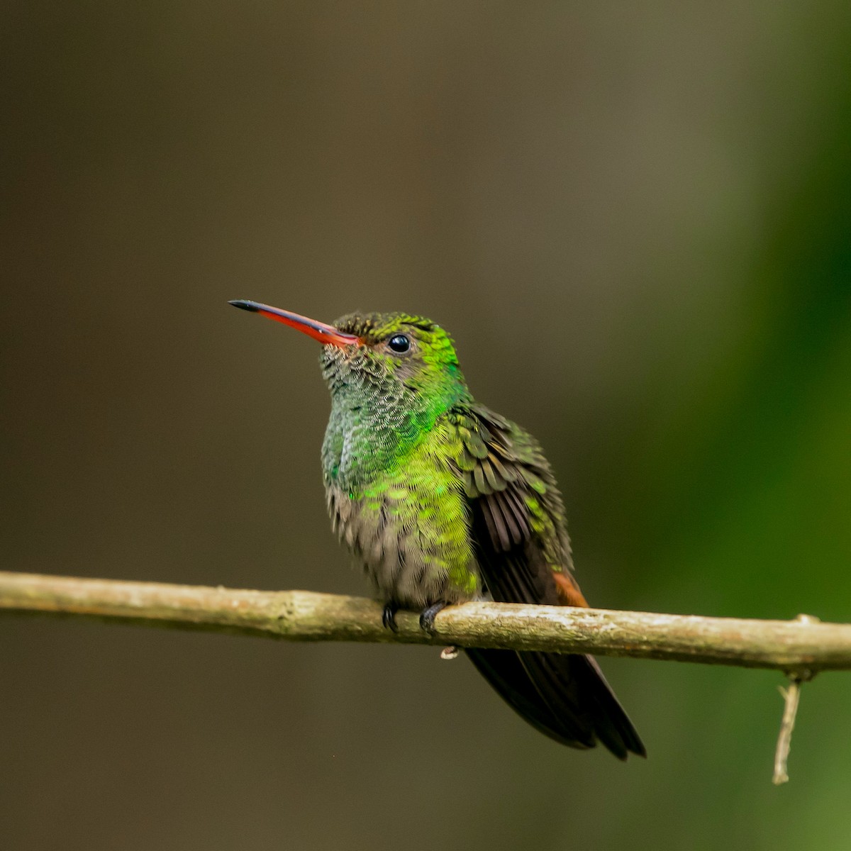 Rufous-tailed Hummingbird - Maye Guifarro