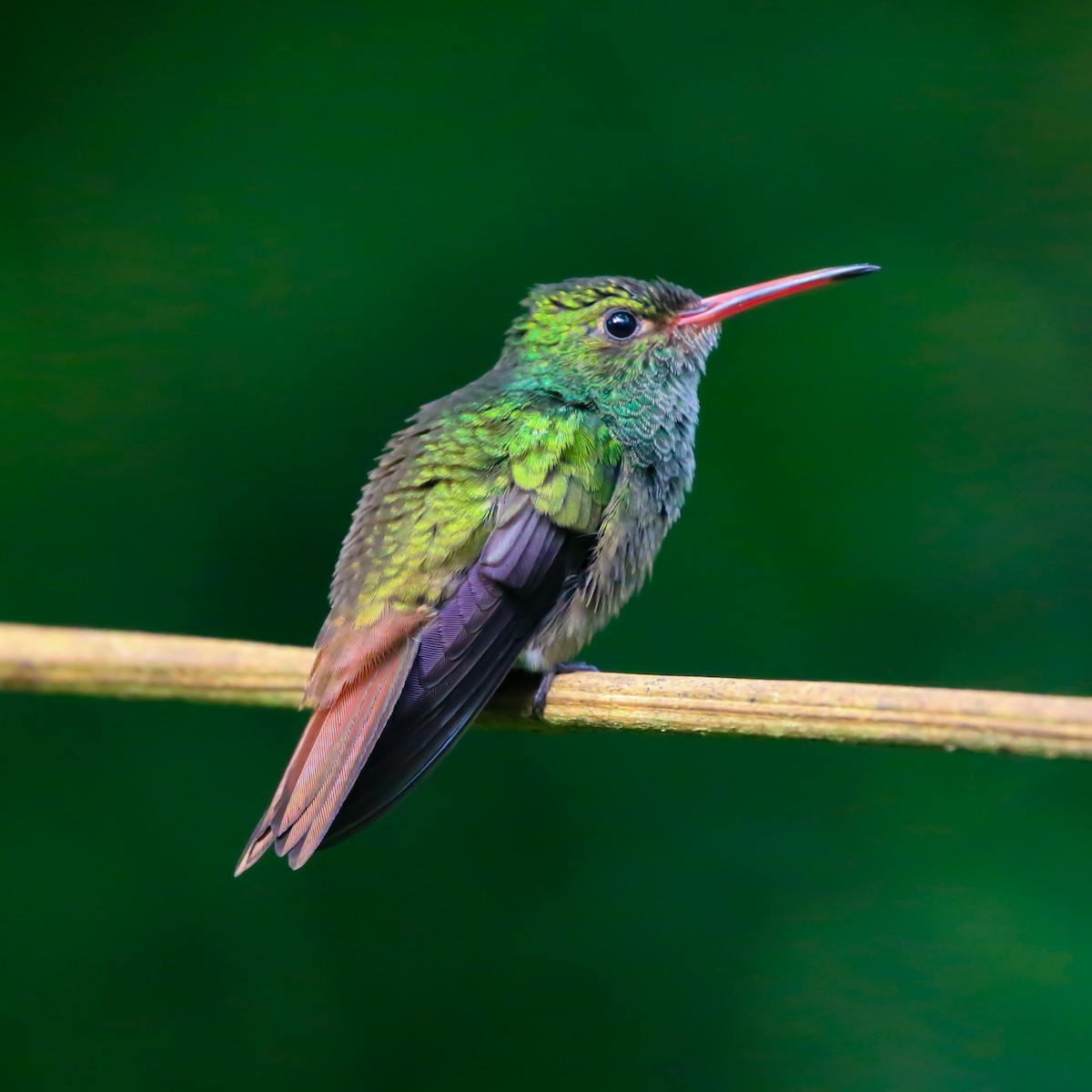 Rufous-tailed Hummingbird - Maye Guifarro