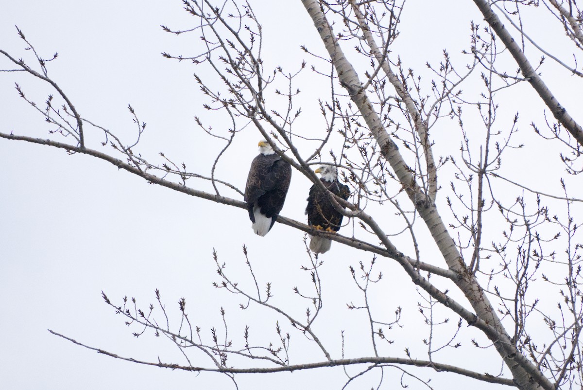 Weißkopf-Seeadler - ML614324307