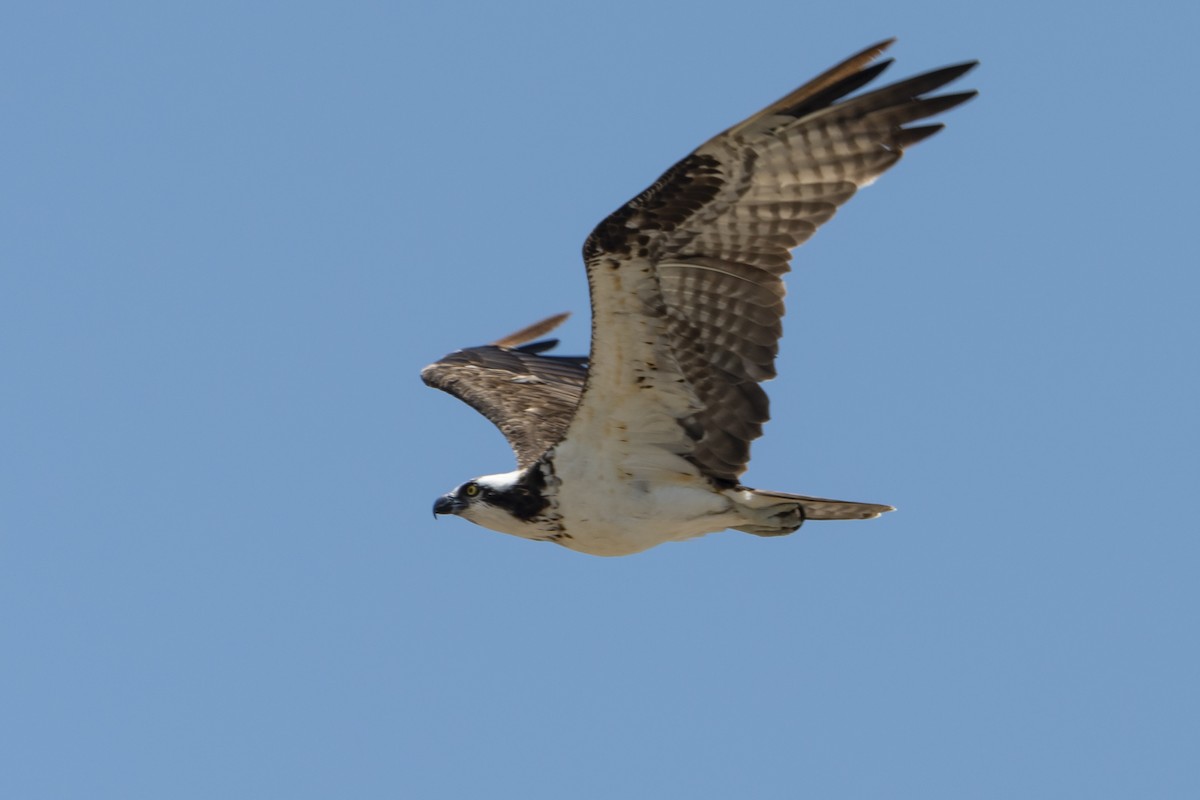 Águila Pescadora - ML614324319