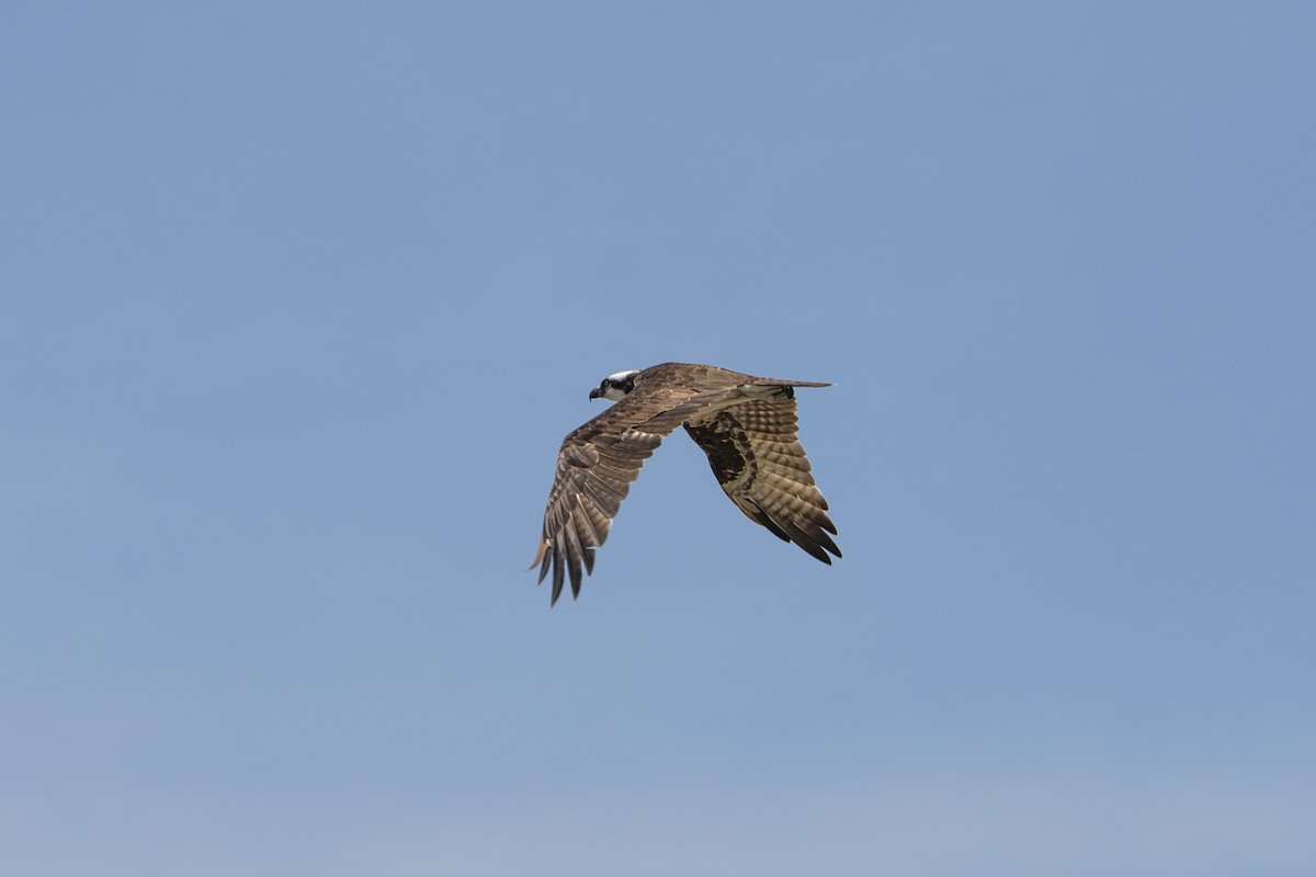 Águila Pescadora - ML614324320