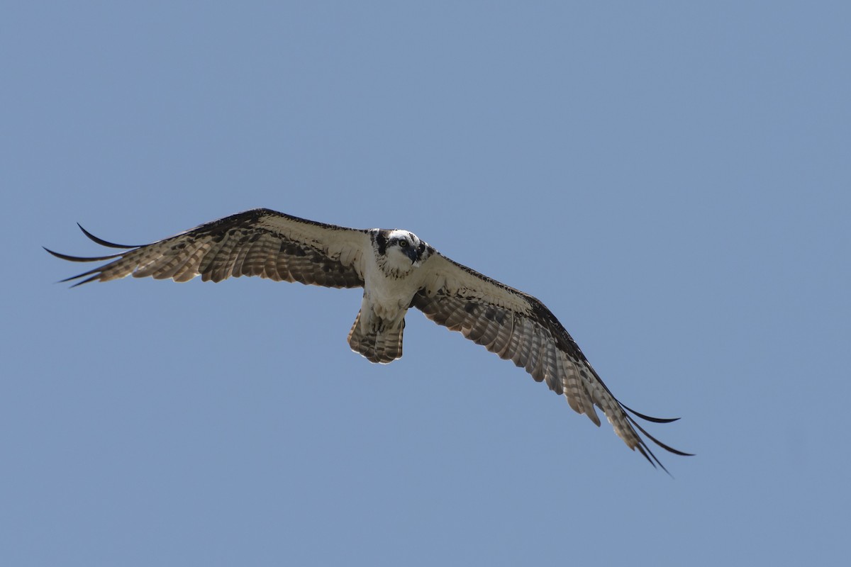 Águila Pescadora - ML614324321