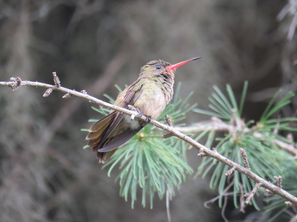 Gilded Hummingbird - Numa Nazar