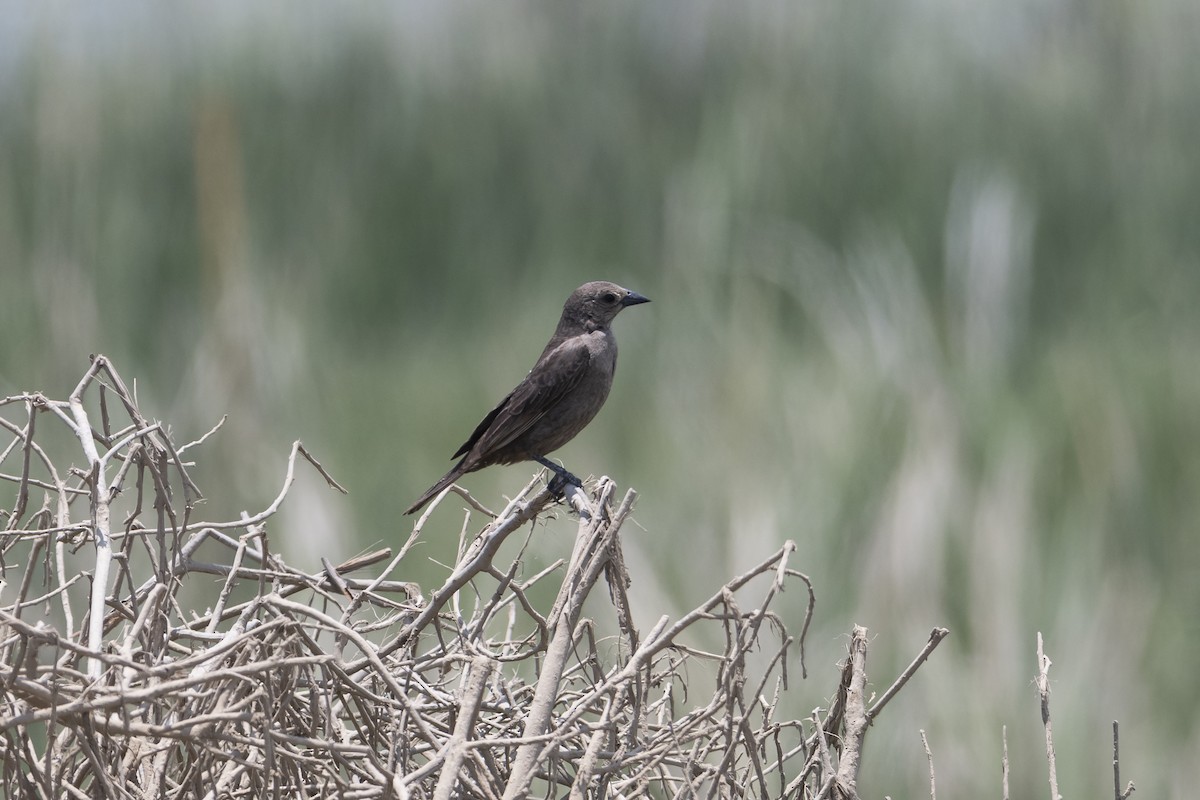 Shiny Cowbird - Amer Fernández Dávila Angulo