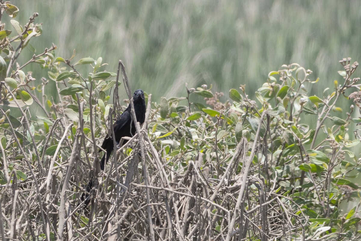 Groove-billed Ani - Amer Fernández Dávila Angulo