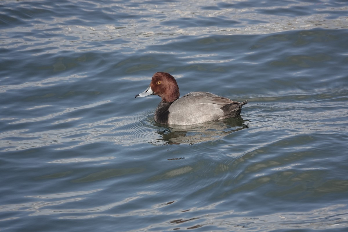 Redhead - ML614324375