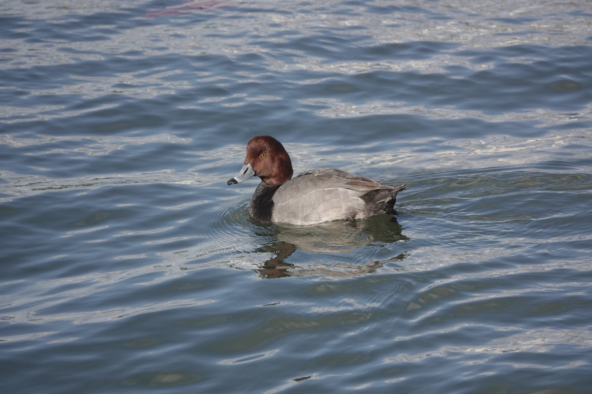 Redhead - ML614324376