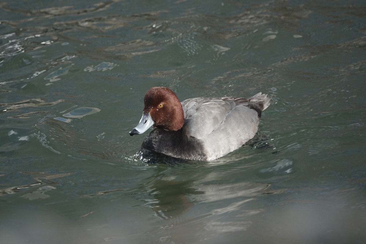 Redhead - ML614324379