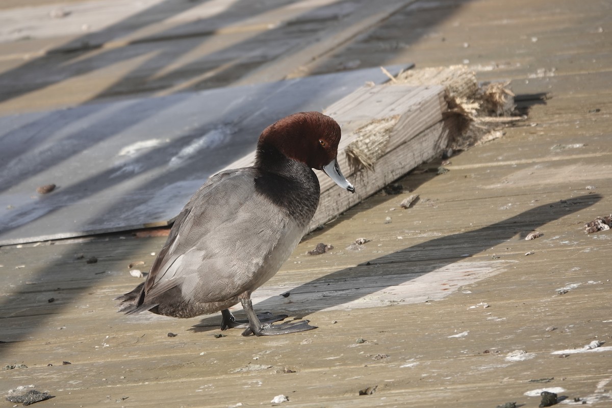 Redhead - ML614324381