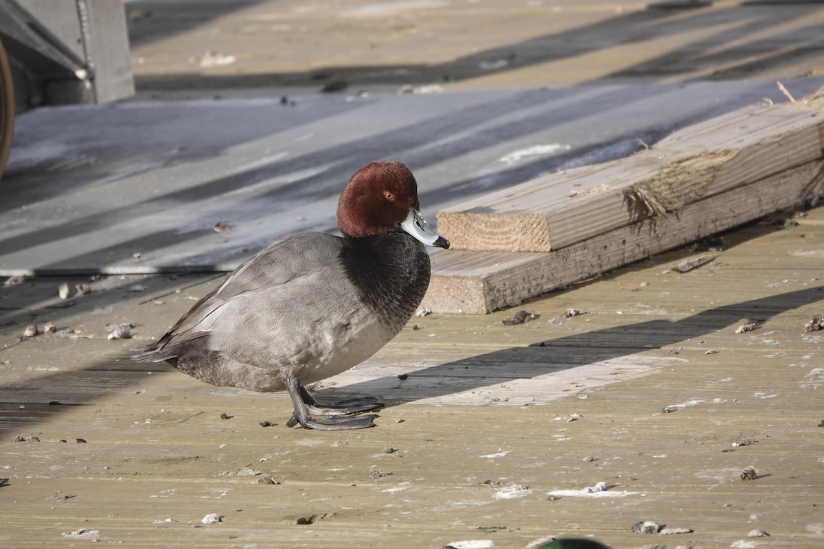 Fuligule à tête rouge - ML614324382